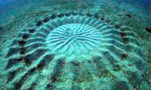 Мистические круги на морском дне у берегов Японии оказались творением небольшой рыбки из семейства иглобрюхих. Кадр из видеофильма, снятого командой Йохи Ооката, исследователя морского дна из Японии.