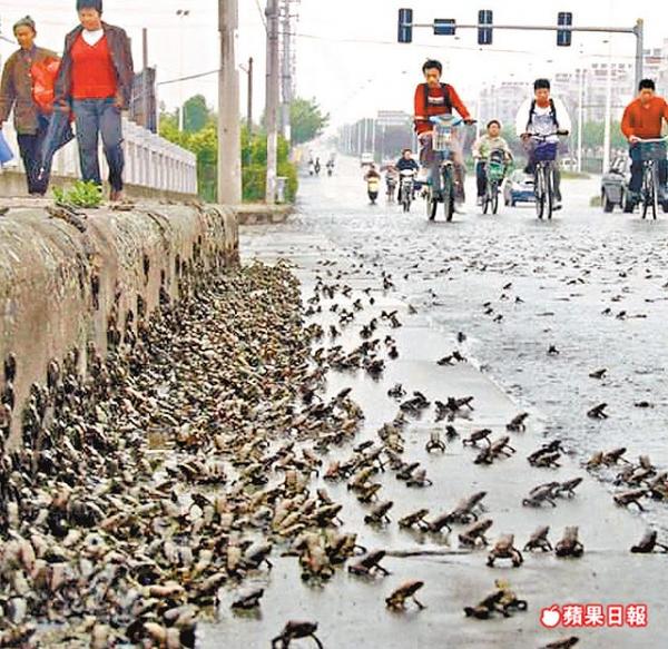 Дождь из лягушек в Китае накануне Сычуаньского землетрясения 2008 года