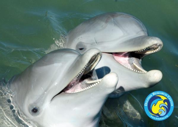 Бутылконосые дельфины из Центра исследования дельфинов в Грасси Ки, Флорида