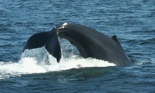 Перед тем как поймать песчанковую рыбу, кит шлепает хвостом по поверхности океана. Эта повадка вскоре распространилась среди его сверстников...