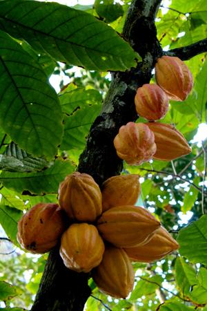Какао производится из семян плодов вечнозеленого одноименного растения какaо из рода Теоброма (Theobroma). Это относительно небольшое дерево (4-8 метров) в диком виде растет на побережье Мексики, но культивируется в приэкваториальных районах по всему свету. Высушенные семена называют зернами (cocoa beans), из них изготовляют порошок какао, а из него — шоколад. Самыми крупными производителями какао являются африканские страны Кот-д’Ивуар (раньше название официально переводилось на русский как Республика Берег Слоновой кости), Гана, Нигерия, Камерун, а также Индонезия, Бразилия, Эквадор, Колумбия.