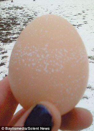 Снесенное курицей Рози яйцо в белую крапинку — к снегу или к дождю... Photo Courtesy: Beylismedia/Solent News