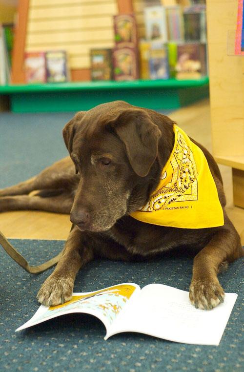 Сертифицированная собака-терапевт Бумер читает книгу детям в книжном магазине Barnes & Noble