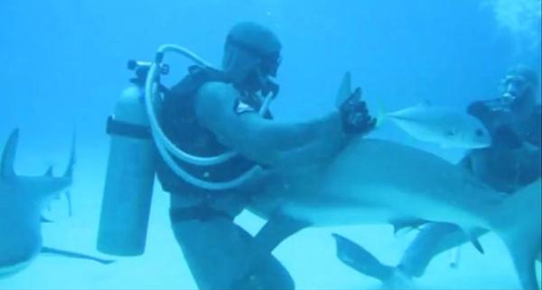 Кристина Зенато усыпляет акулу. Кадр видеофильма How to put a shark to sleep!. You Tube / Seagull Publications Кристина Зенато усыпляет акулу. Кадр видеофильма How to put a shark to sleep!. You Tube / Seagull Publications