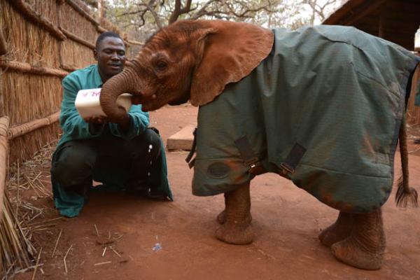 Международный фонд заботы о животных (IFAW - international Fund for Animal Welfare) и организации по защите животных Game Rangers International (GRI) и David Shepherd Wildlife Fund (DSWF) отрыли в Замбии сиротский приют для детенышей слонов, которые стали жертвами браконьеров — добытчиков слоновой кости. На снимке: работник приюта кормит слоненка молоком.  Photo © IFAW/T. Samson