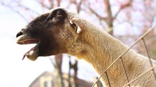 Кричащая человеческим голосом коза. Кадр видео Goats Yelling Like Humans. Photo Courtesy: You Tube/ Seagull Publications