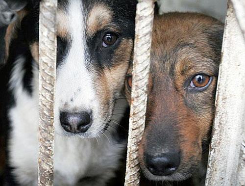 Бездомные собаки  в приюте-коллекторе  (open-admission shelter)