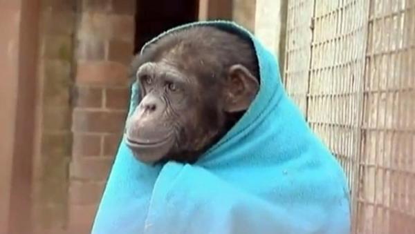 Шимпанзе в зоопарке британского Уэльса кутается в одеяло во время январских морозов. Photo courtesy: Reuters Video