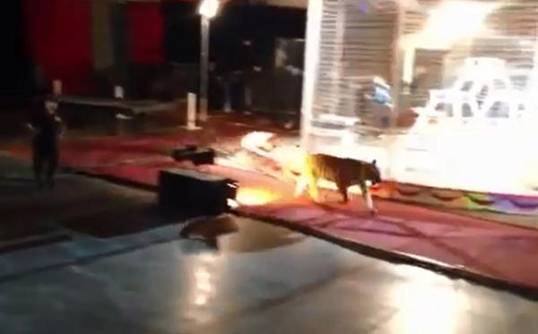 Кадр любительской видеосъемки побега тигра с арены цирка в Салине