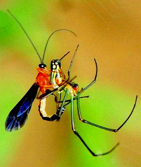 wasp-spider-attack.jpg