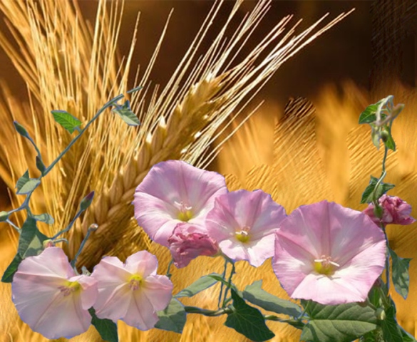 wheat_and_ivy.jpg